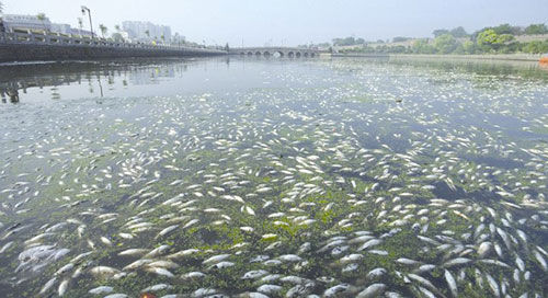 湖北荆州护城河两年来首现大面积死鱼(图)|荆州