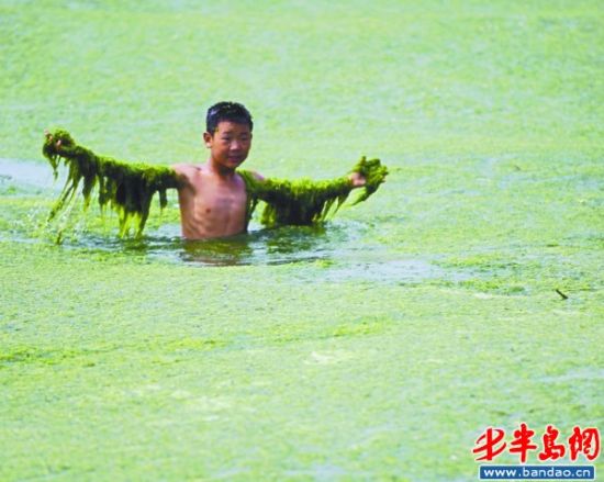 青岛海边再现成片浒苔远观似草原(组图)