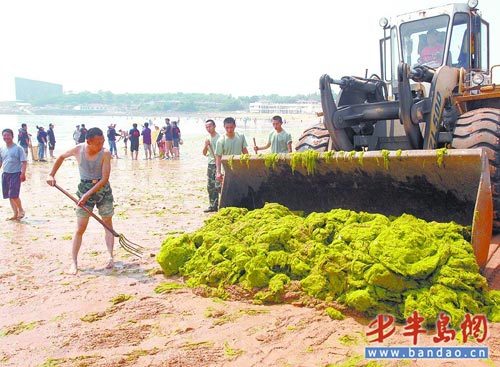 青岛海域再遭浒苔侵袭一天清理出350吨(图)