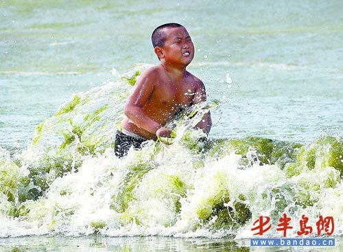 青岛海域再遭浒苔侵袭一天清理出350吨(图)