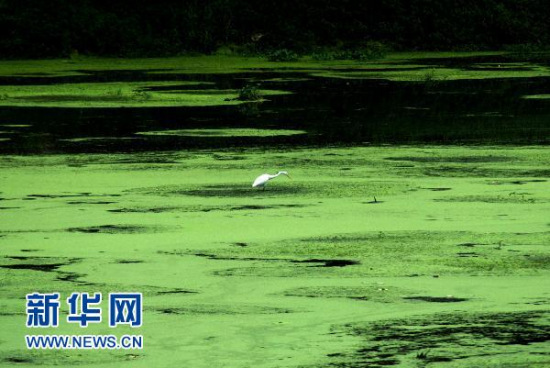组图：马来西亚蓝藻爆发污染湖水