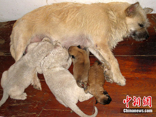 3只小白狮子认下正处于产奶期的“狗妈妈”。贾真真 摄