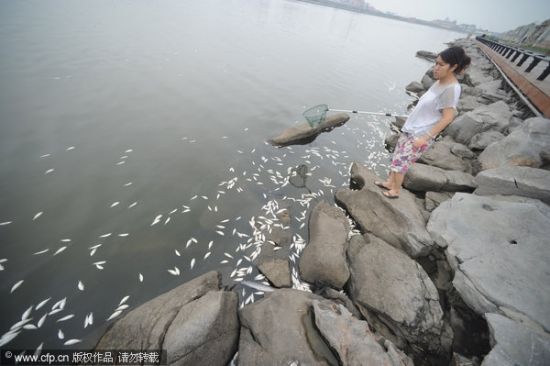 市民在岸边观望死鱼群。