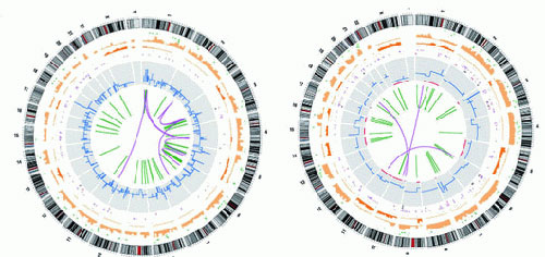 专家破译癌细胞基因密码有助新药开发