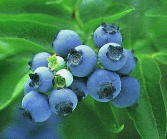 研究发现多吃蓝莓可增强记忆力xx眼疲劳