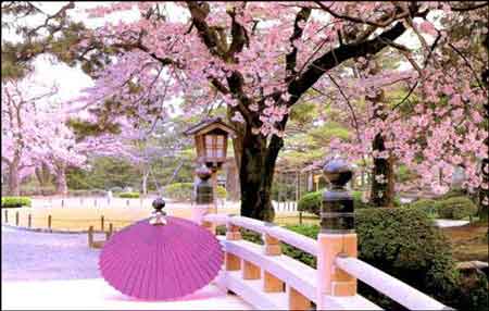 日本冲绳八成樱花已盛开_天气预报