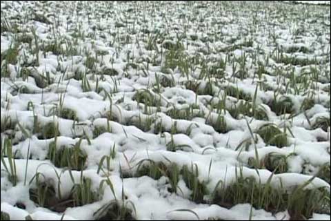 新疆塔什库尔干县出现两小时降雪 农业电力受