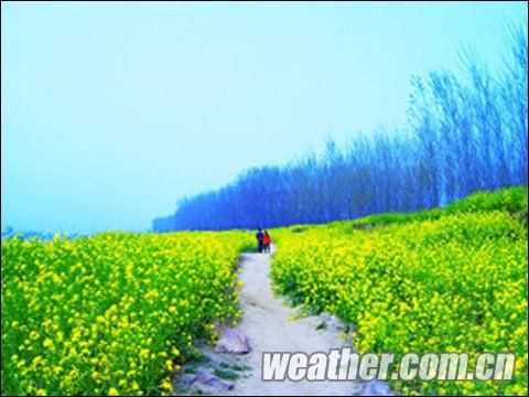 漯河:油菜花香沙河岸_天气预报