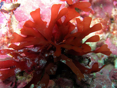 海水升温致澳洲海藻南迁 面临灭绝风险