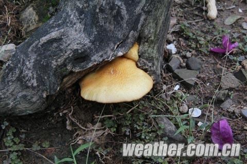福州雨后天气潮湿 观景树上长蘑菇