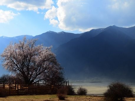 三月入藏 尼洋河畔探秘雪域桃花坞|林芝|西藏_
