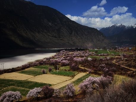 三月入藏 尼洋河畔探秘雪域桃花坞|林芝|西藏_