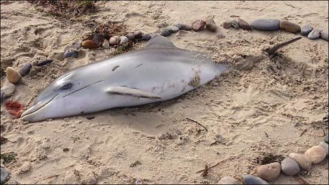 澳大利亚南部海域鱼类大量死亡或与气候变暖有