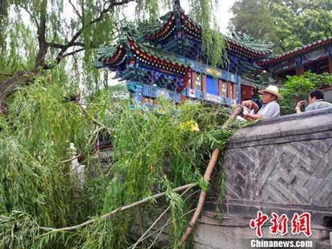 盛夏夜雨放倒北京北海公园古树_新浪天气预报