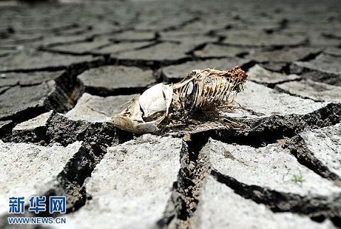 江西新余市分宜县操场乡太湖村一处因旱干裂的水塘河床出现干死的鱼