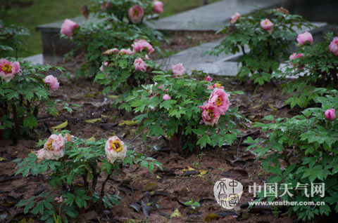 重庆牡丹阴雨天受伤 清明节或再被泡|牡丹|