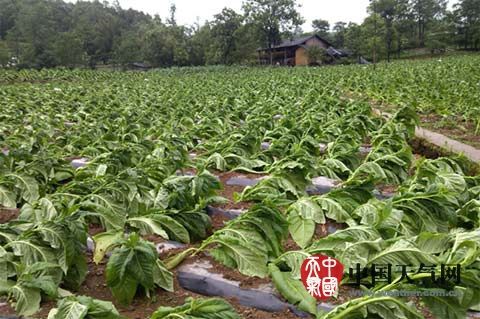 重庆多地遭今年来最强降雨 永川洪涝围困百余