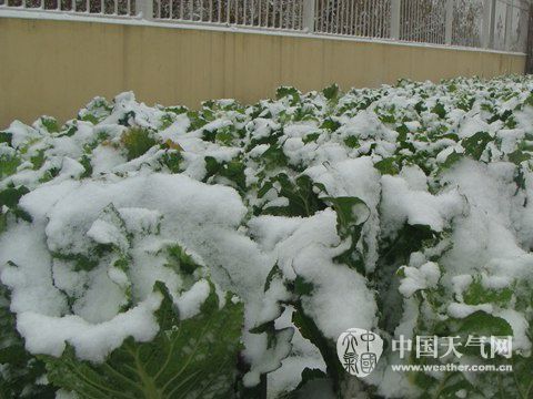 天津南北不同天 蓟县宝坻飘雪|天津|飘雪_新浪