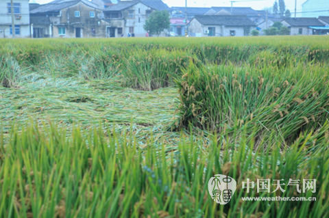 浙江宁波阴雨寡照致晚稻收割推迟 影响小麦播