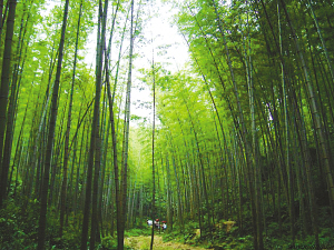 永川两景点跻身三强(图文)