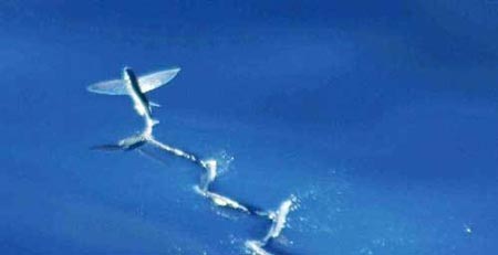 千奇百怪 世界各地发现的怪物搜奇(组图)(7)