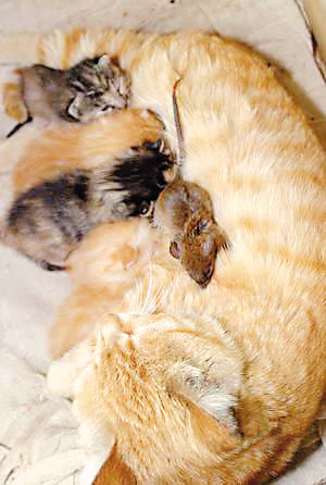 怎么养小猫才会抓老鼠 f6891c5605769eb285a3bde8a62fb1da.jpg