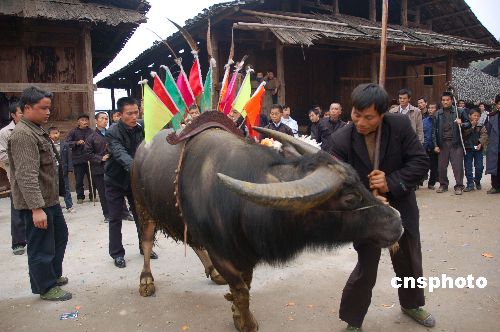 图：贵州侗族同胞欢喜过侗年节