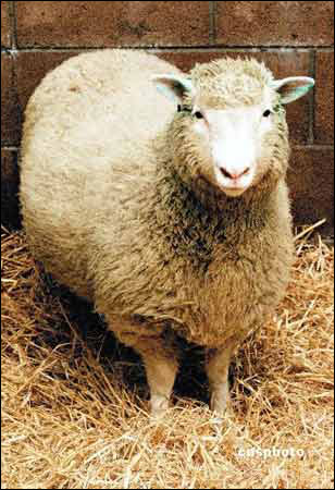 首只克隆羊"多莉"之父被指学术欺诈(图)