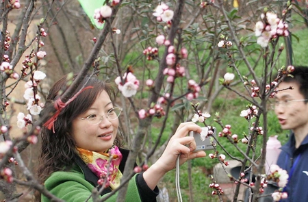 青白江区杏花节