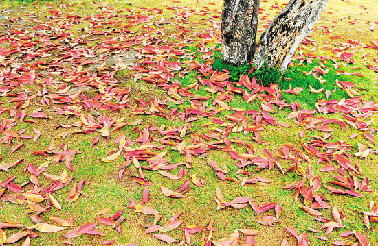 满地红叶疑似秋