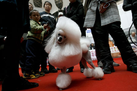 犬王争霸赛 玩具贵宾犬夺桂冠