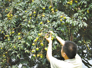 三月红荔枝一星期后可上市