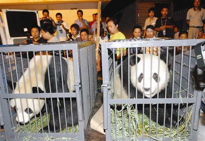 图文:灾区大熊猫"希望""伟伟"抵汉