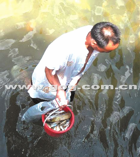 三穗邛水河大量漂死鱼