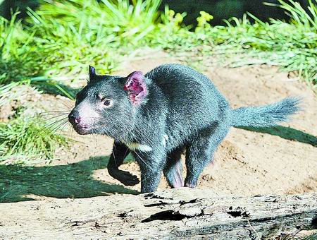 致命疾病威胁袋獾