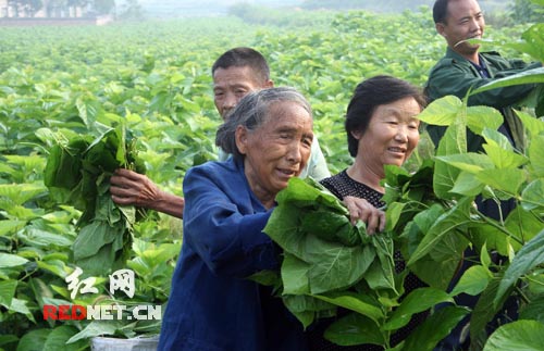 邵阳县视频致富养蚕100余户农民(图)科学v视频接图片