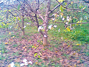 砀山九月竟见梨花开