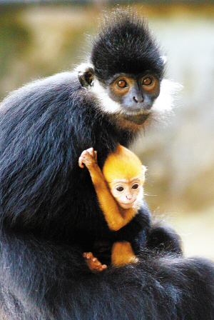 黑叶猴首次人工繁育