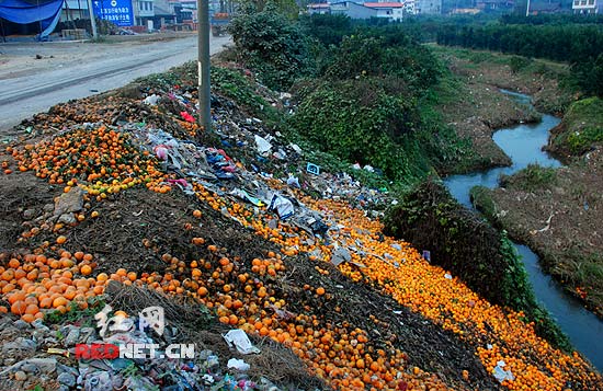 石门早熟柑橘损失一万吨 仍有17万吨亟待销售