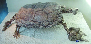 古巨龟是已知最大的龟