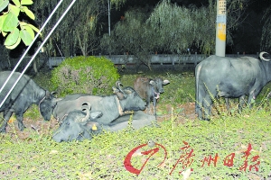 水牛夜蒲大夫山