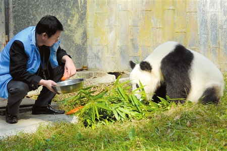 虐待大熊猫饲养员昨被停职