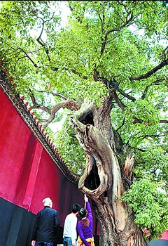 西平庐庙人口_人口普查图片(3)