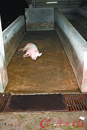 被投化粪池:三头存争议性的猪已作无害化处理   猪贩:三水唯一屠宰场
