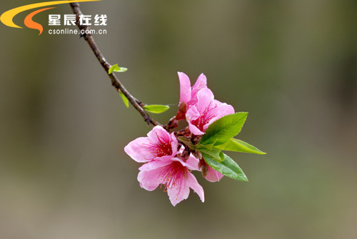 大围山镇桃花如海 游人沉醉不知归路(图)