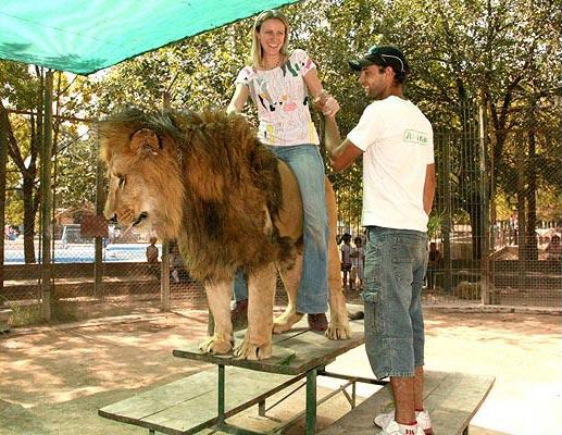 阿根廷动物园惊险刺激体验:骑狮子
