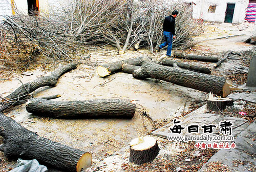 已展开调查 3月31日上午,东岗东路1066号兰东市场院内30棵槐树
