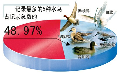 去年本市记录到水鸟113种