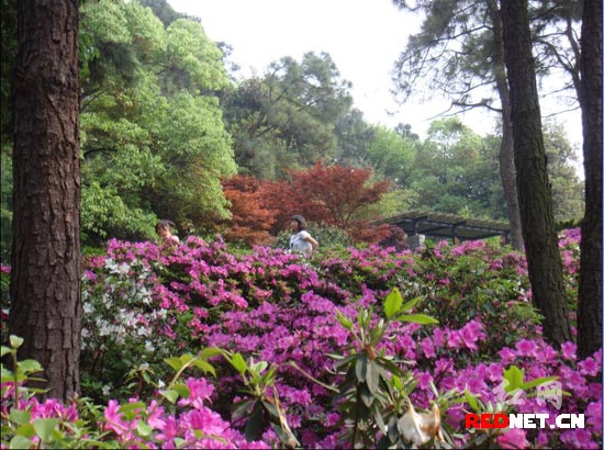 湖南省植物园杜鹃花开,花中西施尽显风采(组图)