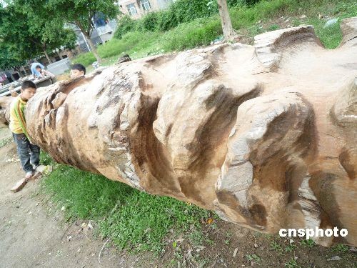 图文:广西博白县发现罕见特大龙状水浸古木